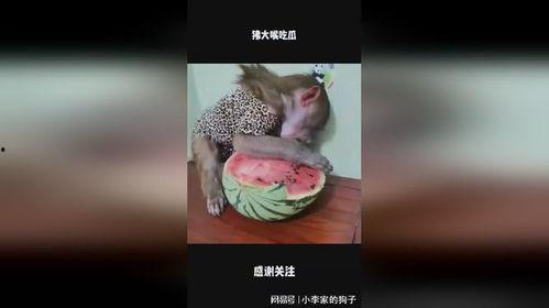 娱乐大嘴吃瓜,揭秘娱乐圈背后的秘密与八卦