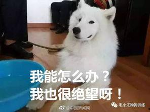 娱乐吃瓜酱怕狗大哥,揭秘“怕狗大哥”背后的故事