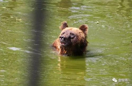 娱乐吃瓜熊,揭秘娱乐圈那些不为人知的幕后故事