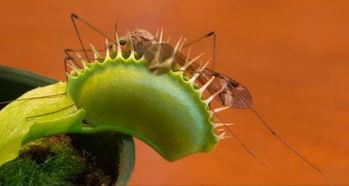 泡泡娱乐吃瓜,揭秘娱乐圈吃瓜背后的真相与笑料